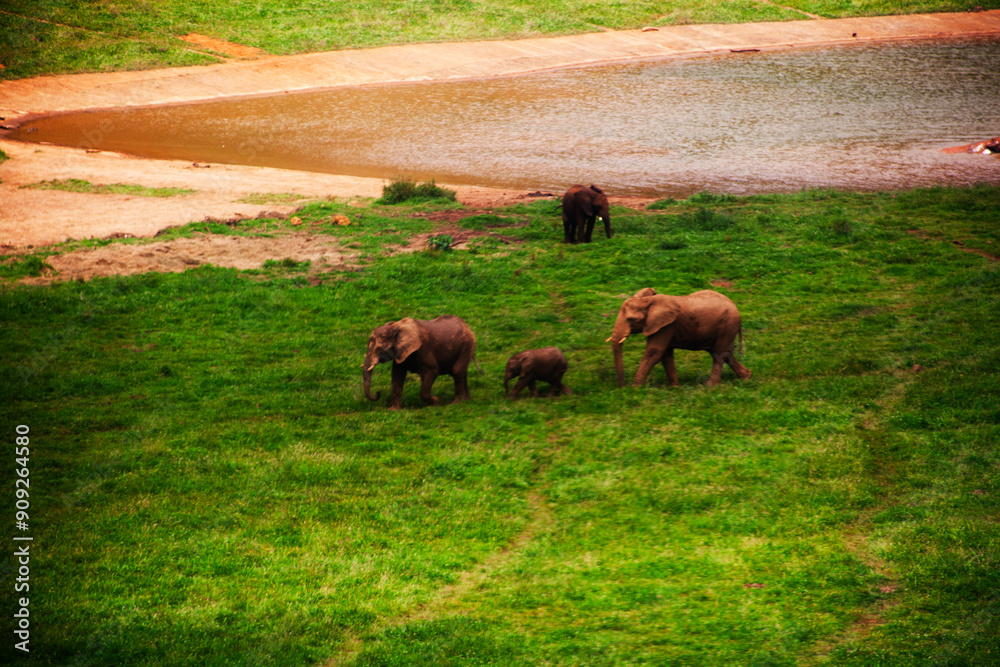 Fototapeta premium Elephants grazing in large zoo in spain, cabarceno