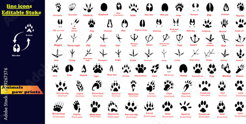 Animals paw prints. Cartoon mammal footprints, black bird foot. Wild animal feet silhouette. 