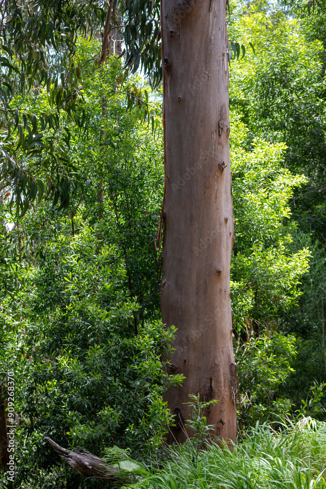 Fototapeta premium Old tree trunk in a wild greenery, Madeira, Portugal