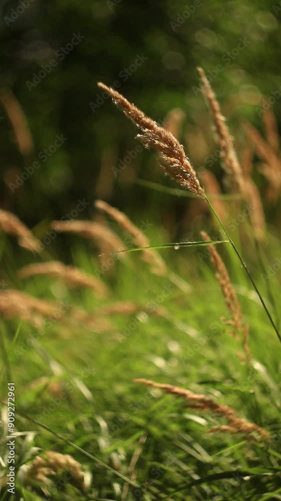 vertical landscape wild reeds grass with spikelets in close up with bokeh effect vertical landscape wild reeds grass with spikelets in close up with bokeh effect