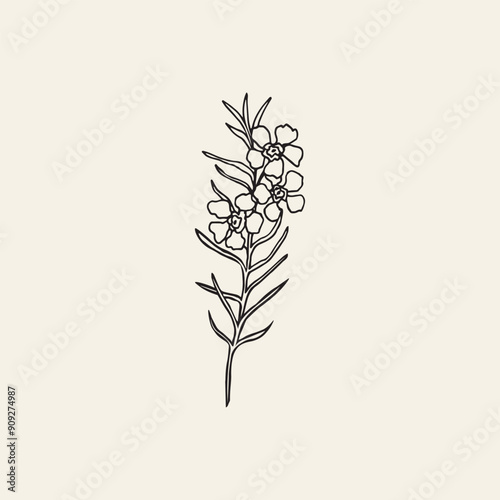Hand drawn waxflower branch. Australian native flower	