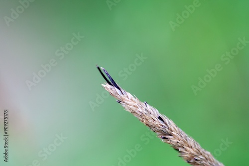 The ergot fungus Claviceps purpurea on a grass head.