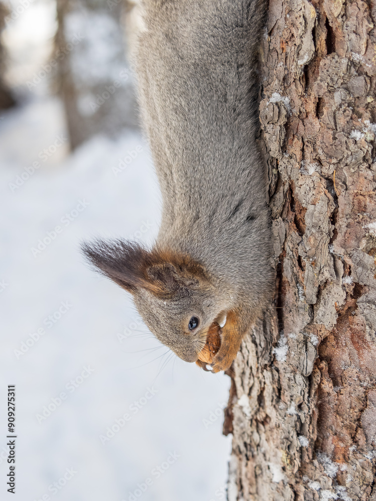 A squirrel sits upside down on a tree in winter and eats a nut A squirrel sits upside down on a tree in winter and eats a nut