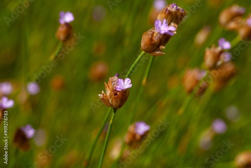 Flower of the pink Petrorhagia prolifera