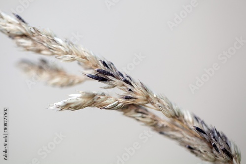 The ergot fungus Claviceps purpurea on a grass head.