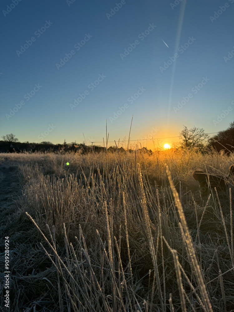 Sunset in the meadow