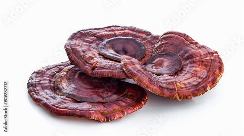 Reishi mushroom isolated on white background  photo