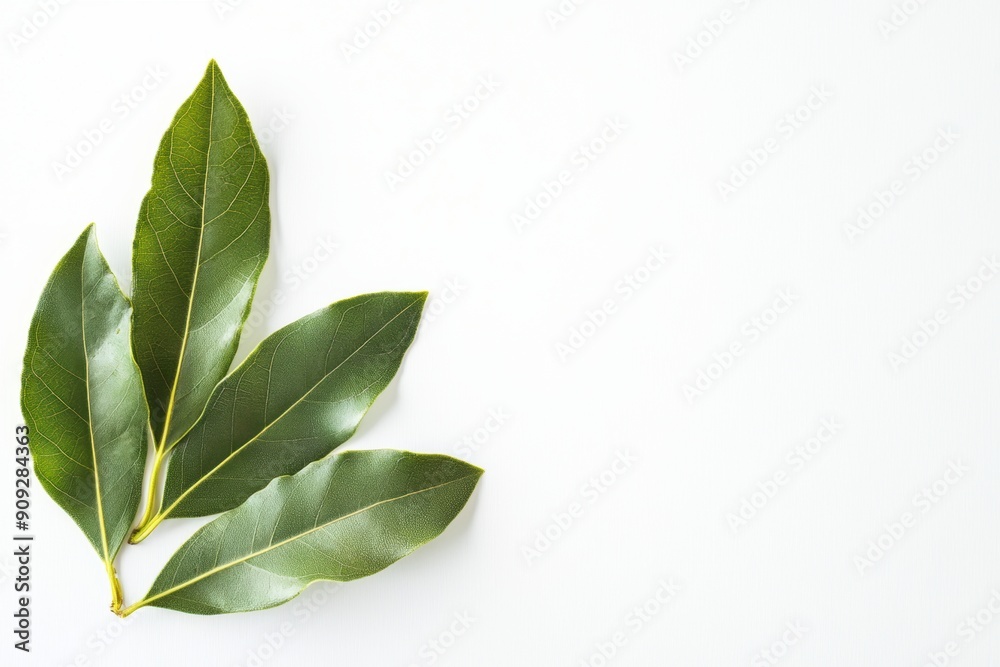 Obraz premium green leaves on white background