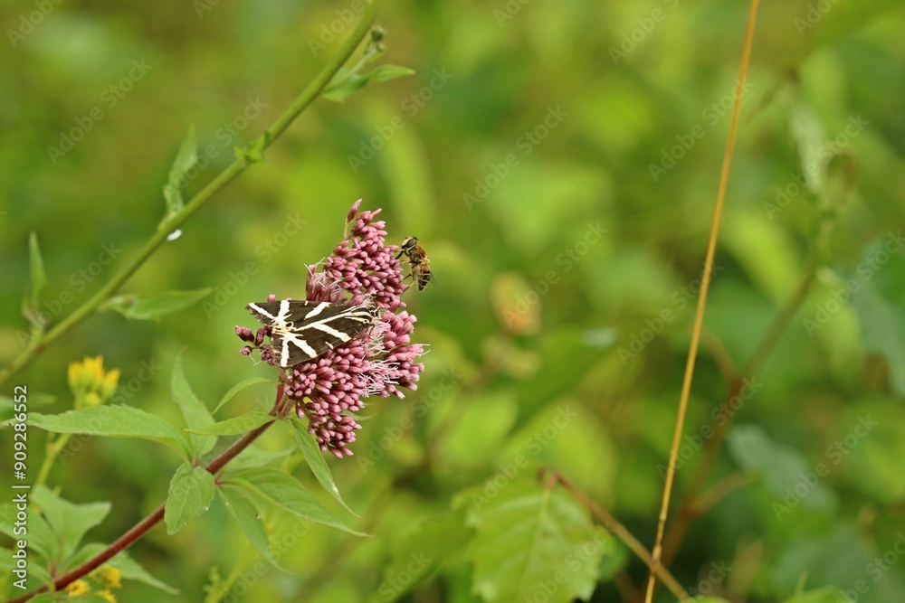 Russischer Bär (Euplagia quadripunctaria) an Gewöhnlichem Wasserdost (Eupatorium cannabinum)