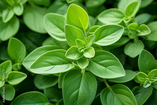 oregano leaves