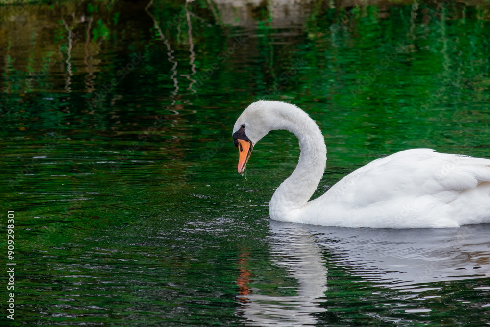 Fototapeta premium swan on the lake