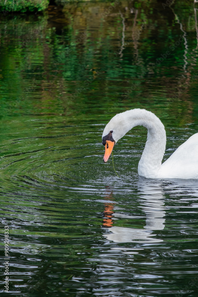 Fototapeta premium swan on the water