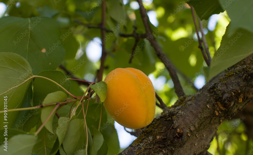 ripe apricots are hanging on a tree. Harvesting ripe crops from trees