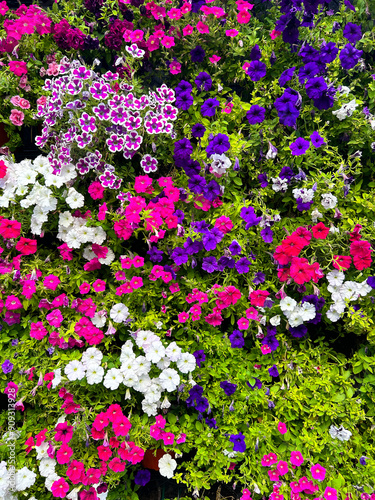 Flowers wall background with fresh colorful petunias: white, violet, pink