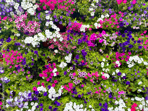 Flowers wall background with fresh colorful petunias: white, violet, pink