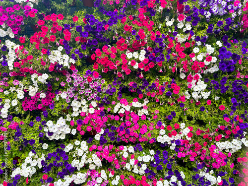 Flowers wall background with fresh colorful petunias: white, violet, pink
