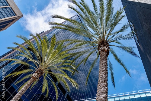 Skyscrapers and Palm Trees on A Street in Downtown San Diego photo