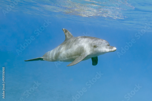 underwater world a dolphin floats in the sea photo