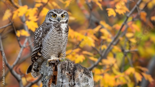 a close-up portrait of a northern hawk-owl on a tree stump in a boreal forest photo