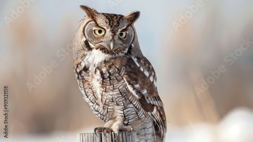 a close-up portrait of a screech owl perched on a fence post in the countryside