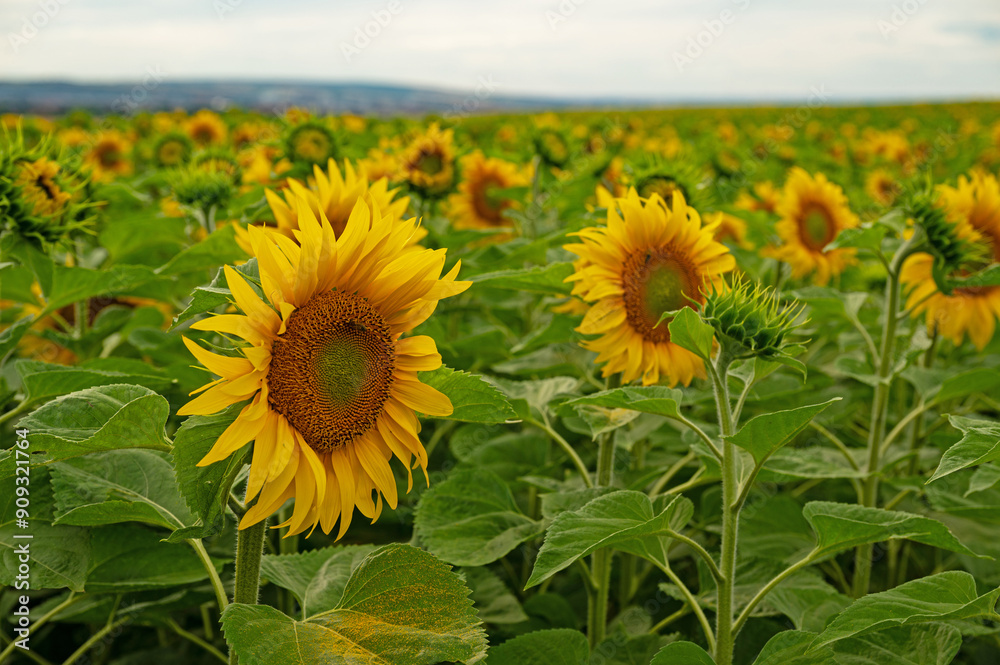 Obraz premium field of flowering sunflowers in summer