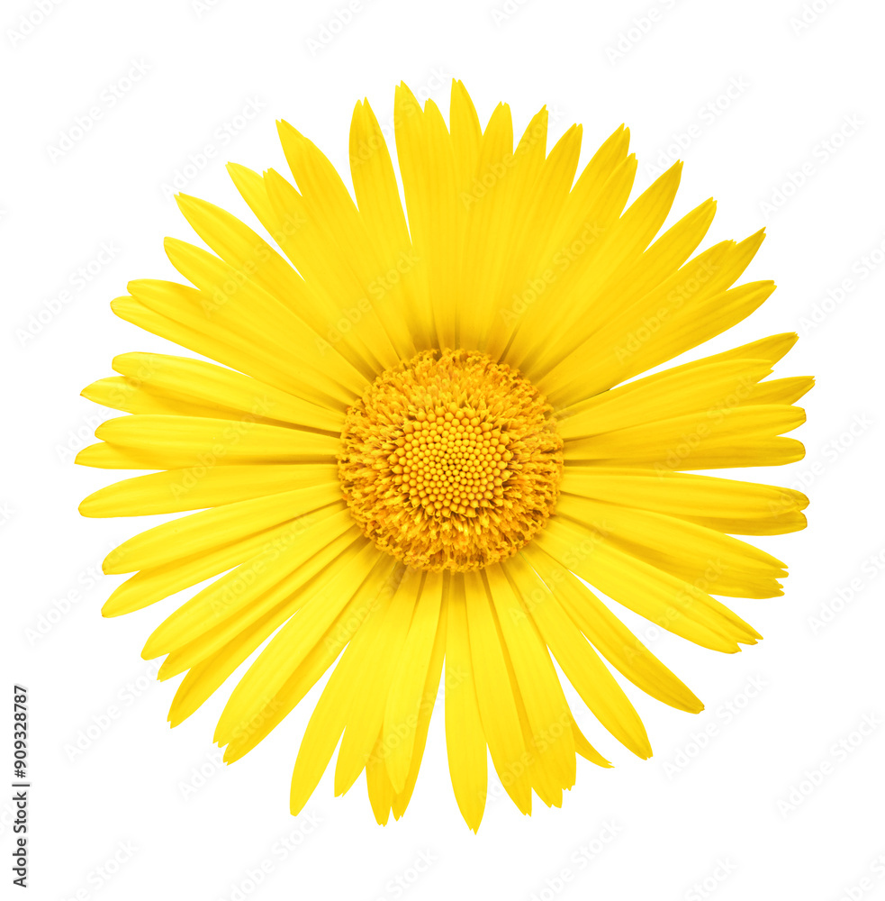 Beautiful yellow Doronicum flower isolated on white background. Beautiful yellow Doronicum flower isolated on white background.