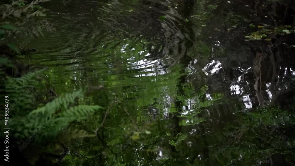 湧き水の池 湧き水の池