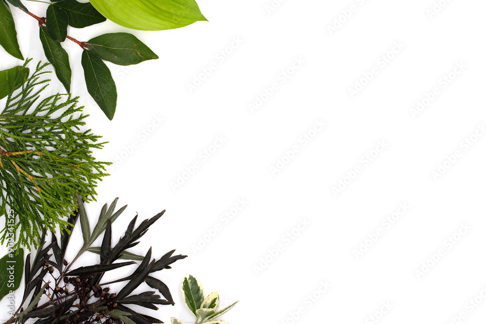 frame of green forest herbs and garden plants, laurel and thuja branches, hosta leaf isolated on white background with copy space frame of green forest herbs and garden plants, laurel and thuja branches, hosta leaf isolated on white background with copy space
