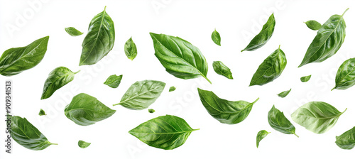 Flying Basil Leaves Isolated on White Background, Fresh Herb, Green Leafy Plant, Aromatic Basil, Culinary Ingredient, Organic Leaves, Natural Food Element, Healthy Cooking Herb