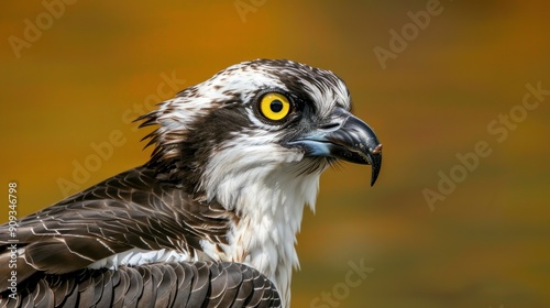 a sharp-eyed osprey portrait by a river
