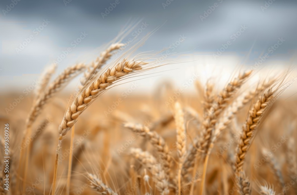 Golden Wheat Field Under Dramatic Cloudy Sky at Dusk Golden Wheat Field Under Dramatic Cloudy Sky at Dusk