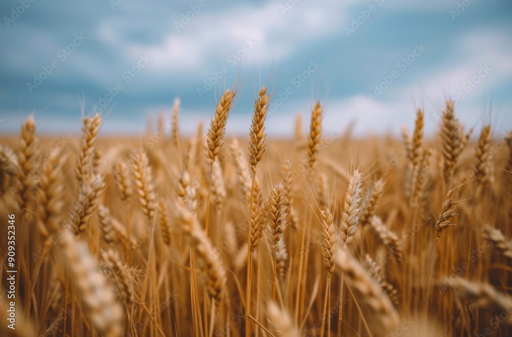 Golden Wheat Field Under Dramatic Cloudy Sky at Dusk Golden Wheat Field Under Dramatic Cloudy Sky at Dusk