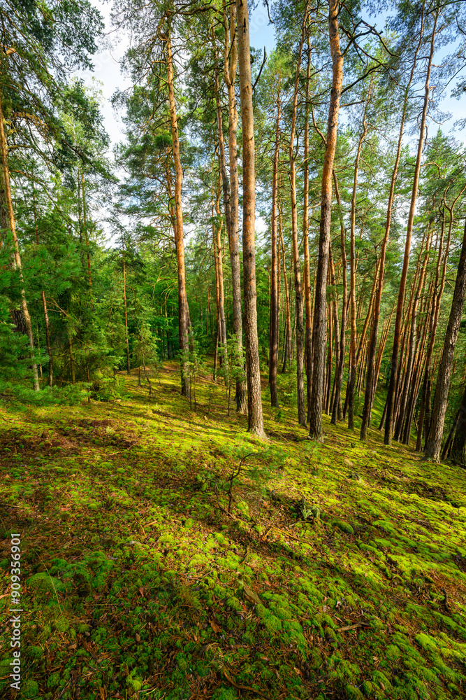 Photo of forest and trees, pine and green moss in rough rural nature. Photo of forest and trees, pine and green moss in rough rural nature.