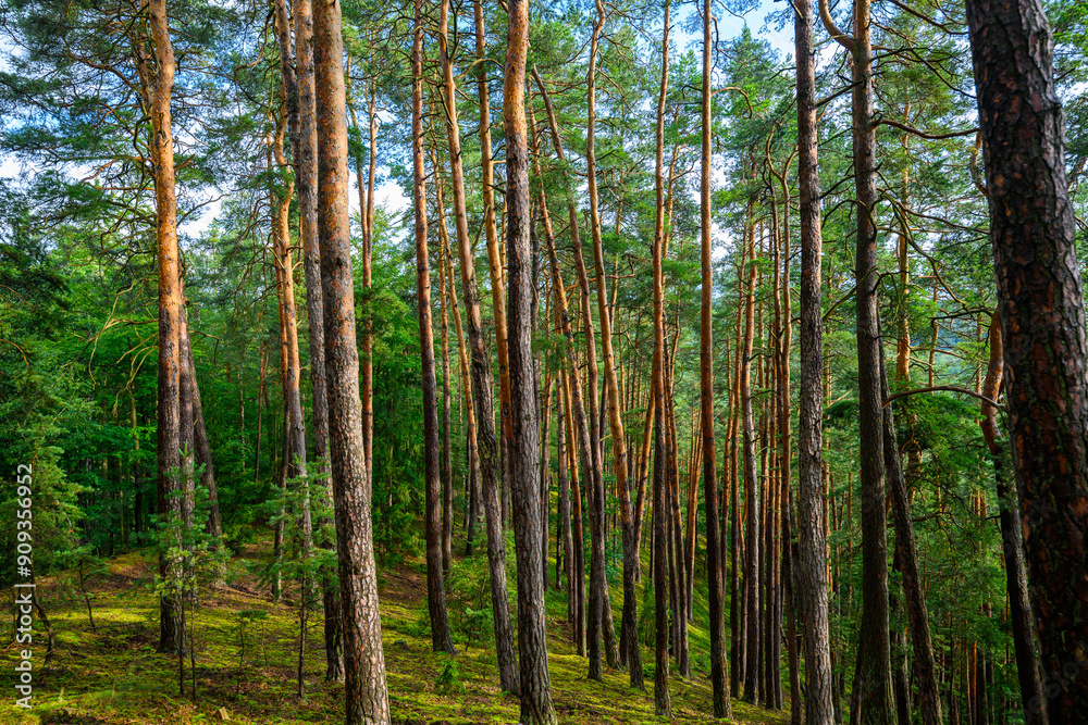 Photo of forest and trees, pine and green moss in rough rural nature. Photo of forest and trees, pine and green moss in rough rural nature.