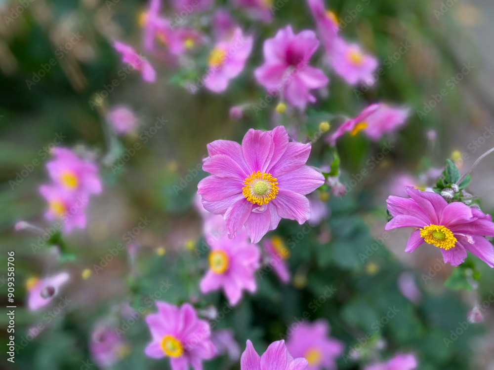 Blooming vibrant pink purple Anemone hupehensis autumn garden flowers close up, floral wallpaper background with autumn anemone flowers Blooming vibrant pink purple Anemone hupehensis autumn garden flowers close up, floral wallpaper background with autumn anemone flowers