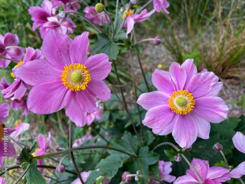 Blooming vibrant pink purple Anemone hupehensis autumn garden flowers close up, floral wallpaper background with autumn anemone flowers photo