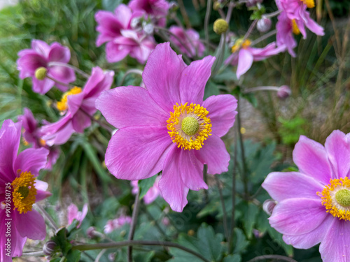 Blooming vibrant pink purple Anemone hupehensis autumn garden flowers close up, floral wallpaper background with autumn anemone flowers