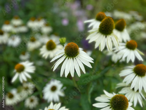 Stunning view of beautiful blooming botanical garden park Loki Schmidt with colorful flowers and trees on sunny summer day photo