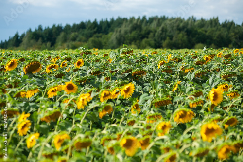 Sunflower field on a sunny day photo