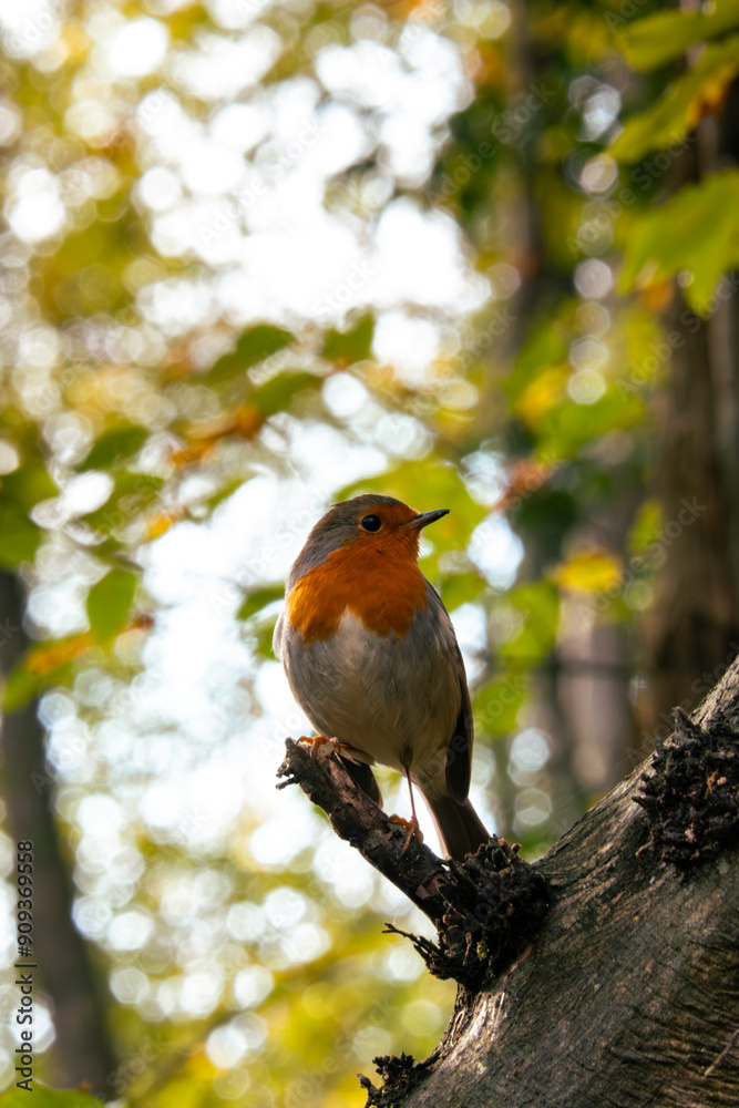 European robin perched on a tree branch in a forested area. Selective focus, close up. Vertical photo. European robin perched on a tree branch in a forested area. Selective focus, close up. Vertical photo.