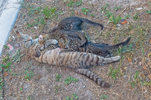 A mother cat nursing her kittens in the garden.