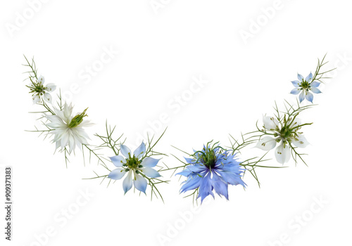 Nigella sativa flower. Beautiful blue and white wild flowers on white background. Spice. Floral. Exotic flower. Green leaves. Isolated. Border.