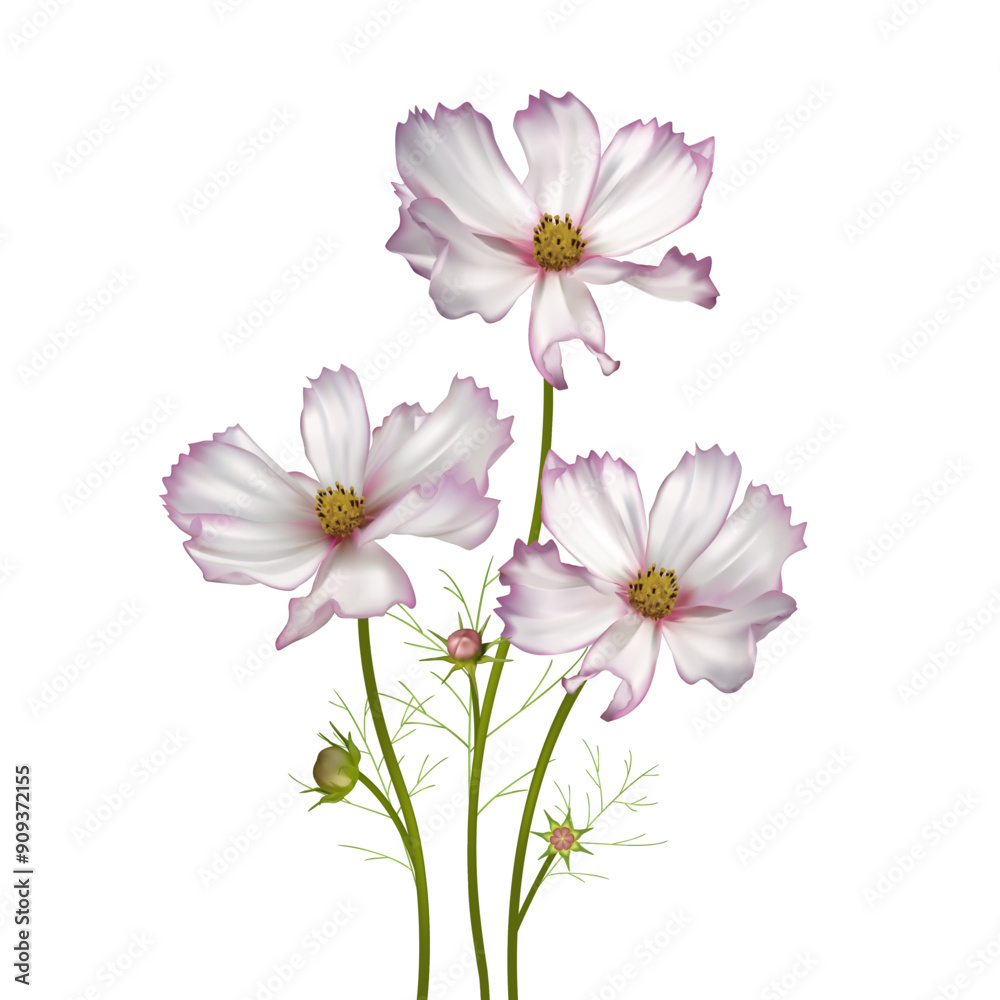 Cosmos flower. Wild flowers. Set of beautiful flowers on white background. Pink. Purple. White. Mexican aster. Blooming. Isolated. Bouquet. Cosmos flower. Wild flowers. Set of beautiful flowers on white background. Pink. Purple. White. Mexican aster. Blooming. Isolated. Bouquet.