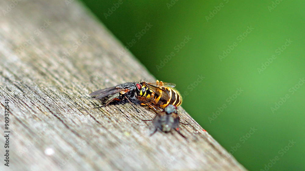 Macro from Blowflies (Calliphoridae) Macro from Blowflies (Calliphoridae)