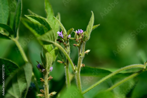 Soybean crop field , in the Buenos Aires Province Countryside, Argentina.