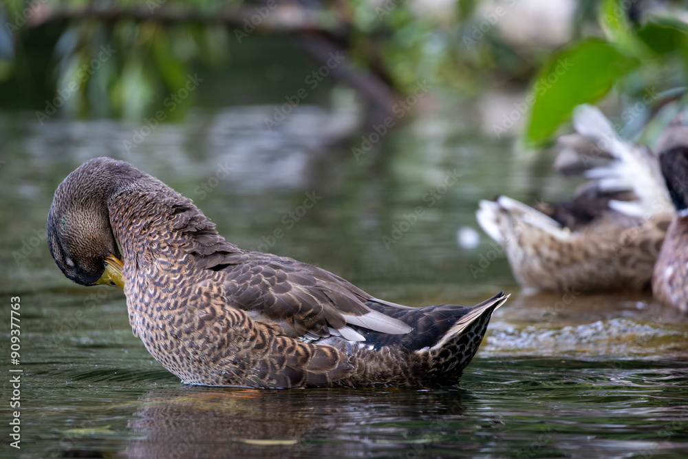 Fototapeta premium A mallard preening and cleaning itself in the water.