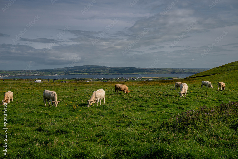 Obraz premium Ireland Countryside