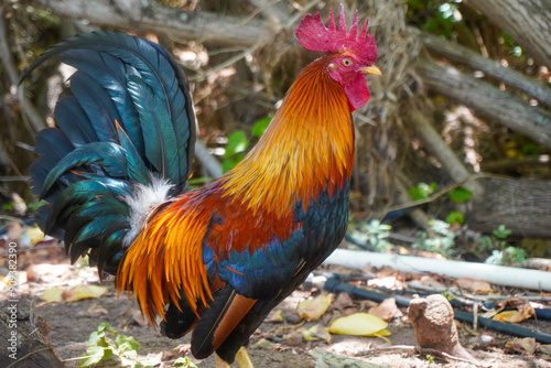 wild hawaii kauai rooster