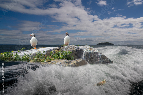 Puffins are any of three species of small alcids in the bird genus Fratercula. Seabirds that feed primarily by diving in the water. They breed in large colonies on coastal cliffs or offshore islands.  photo