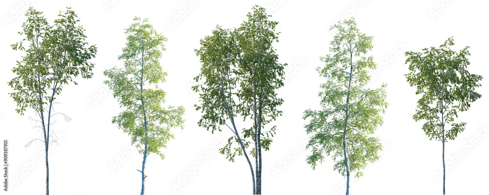 Εκτύπωση καμβά Set of Betula pendula and Betula populifolia (known as the grey birch) trees fro